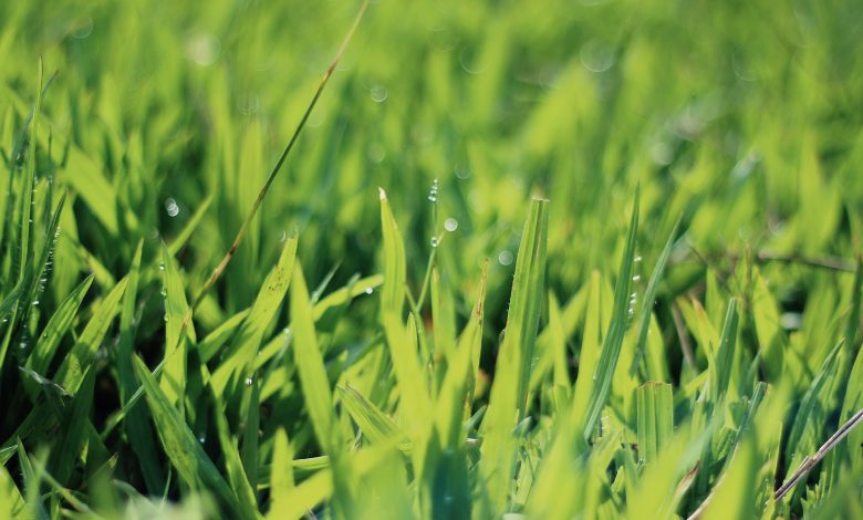 8 ways to use grass clippings