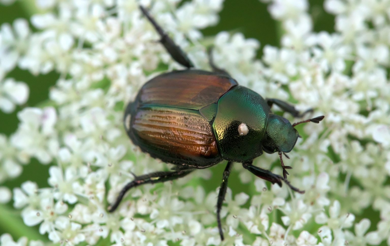 How to Prevent and Remove Japanese Beetles - Purple Flower