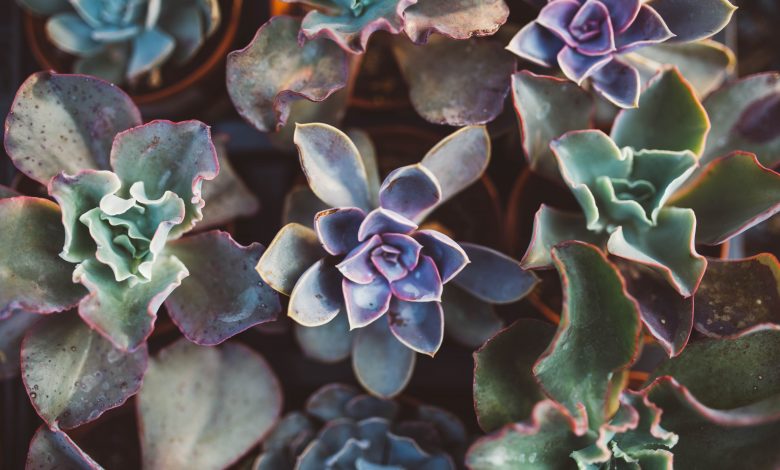 how to put together a succulent garden