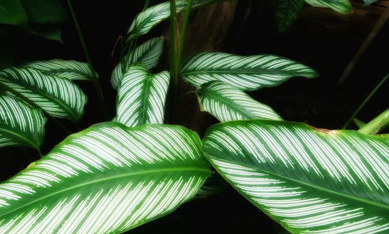 How to Care for the Pinstripe Plant