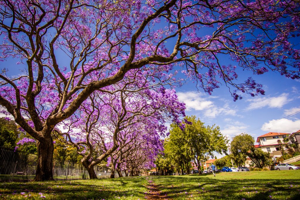 small purple tree flowers