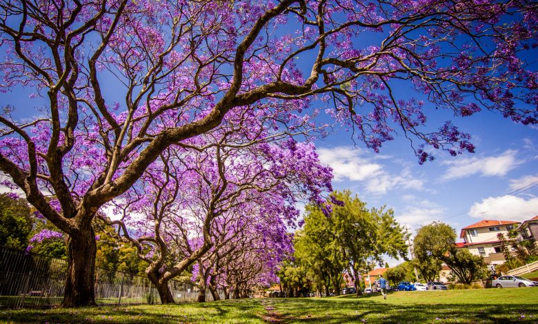 7 Seductive Trees with Purple Flowers