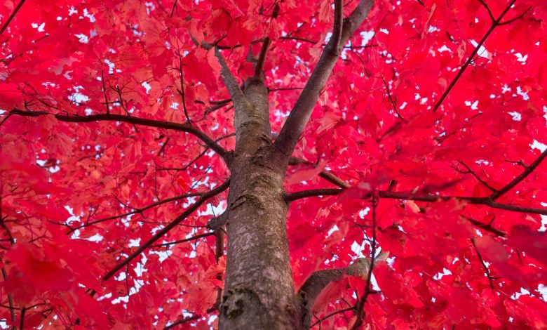 How to Care for Red Maple Trees