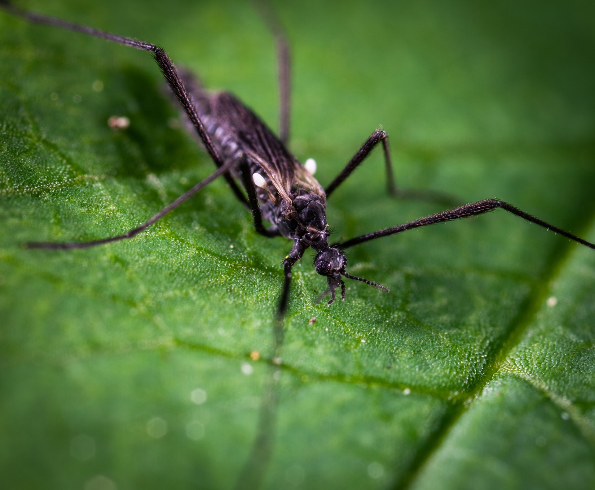 Mosquitoes Love Sweet & Salty Blood: Study Reveals - dxseapm